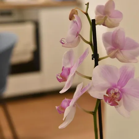 Apartment ηλιόλουστο